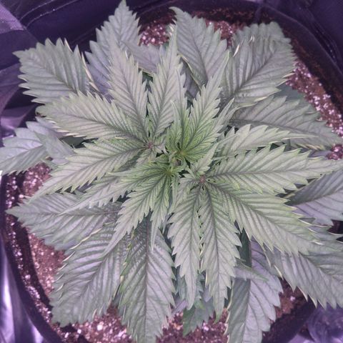 Fat Bastard  growlog timeline photo
