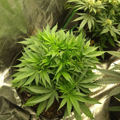 Imperium X growlog photo: LST & Defoliation done 24h ago