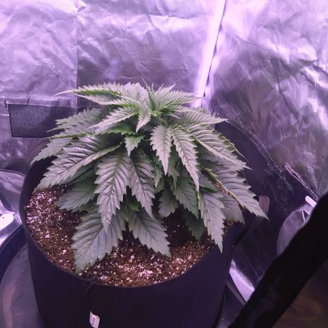 Fat Bastard  growlog timeline photo