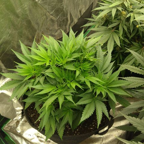 Imperium X growlog timeline photo