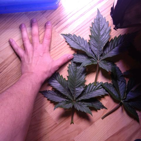 Fat Bastard  growlog timeline photo