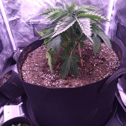 Fat Bastard  growlog timeline photo