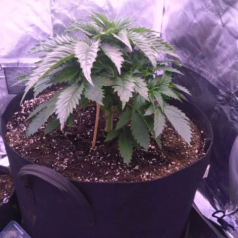 Fat Bastard  growlog timeline photo