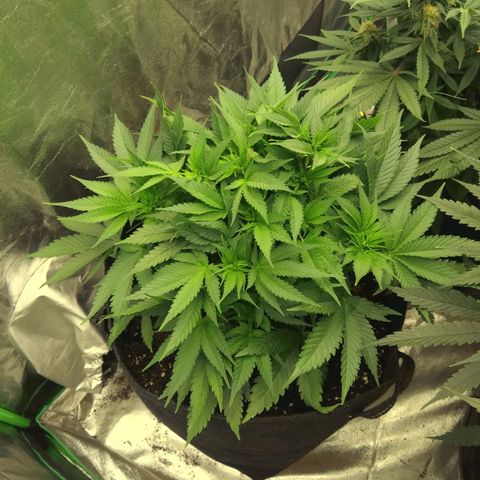 Imperium X growlog timeline photo