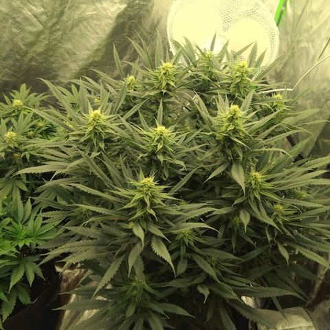 Special Queen #1 - Indoor growlog timeline photo