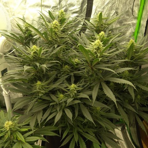 Special Queen #1 - Indoor growlog timeline photo
