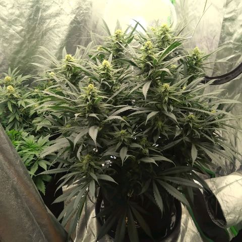Special Queen #1 - Indoor growlog timeline photo