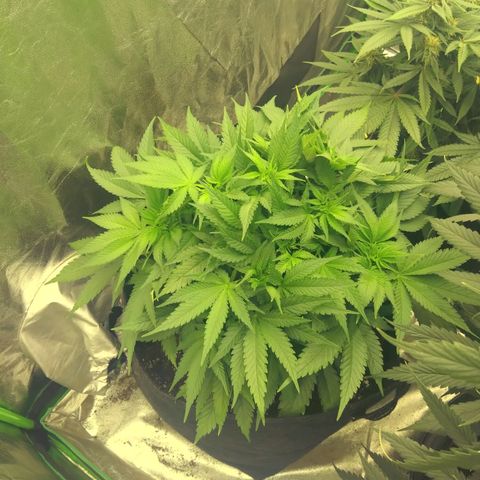 Imperium X growlog timeline photo