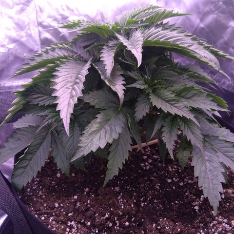 Fat Bastard  growlog timeline photo