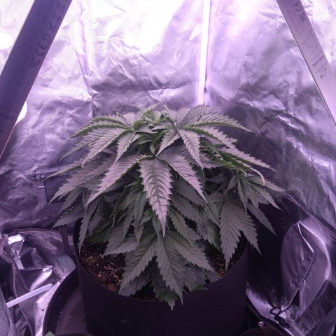 Fat Bastard  growlog timeline photo