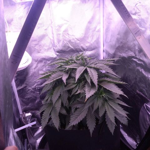 Fat Bastard  growlog timeline photo