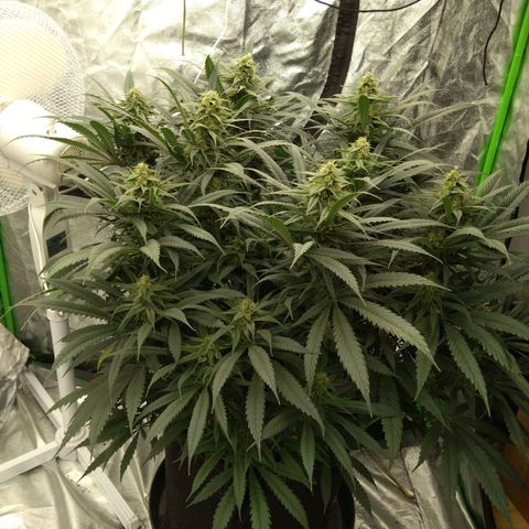 Special Queen #1 - Indoor growlog timeline photo