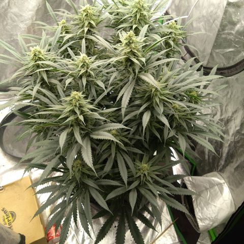 Special Queen #1 - Indoor growlog timeline photo