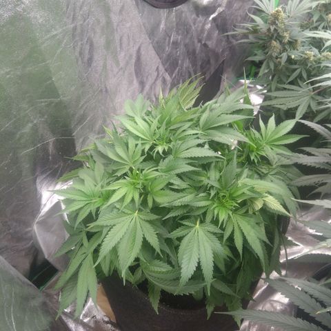 Imperium X growlog timeline photo