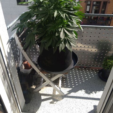 Fat Bastard  growlog timeline photo