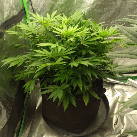 Imperium X growlog timeline photo