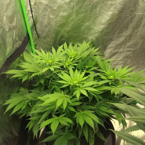 Imperium X growlog timeline photo