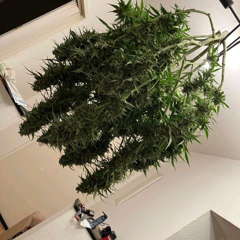 Special Queen #1 - Indoor growlog timeline photo