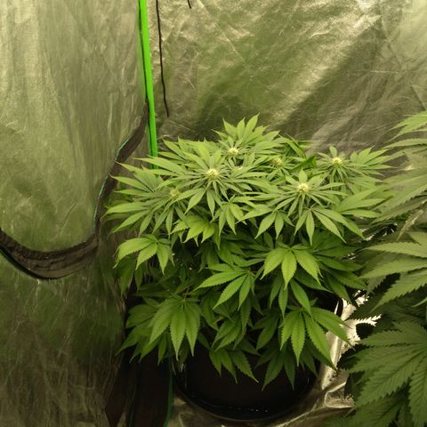 Imperium X growlog timeline photo