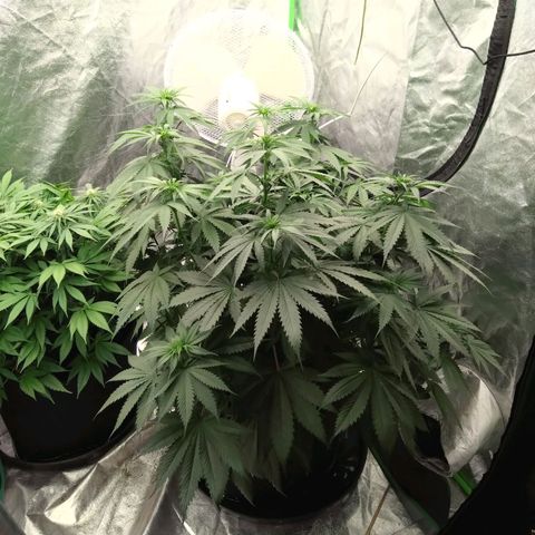 Fat Bastard  growlog timeline photo