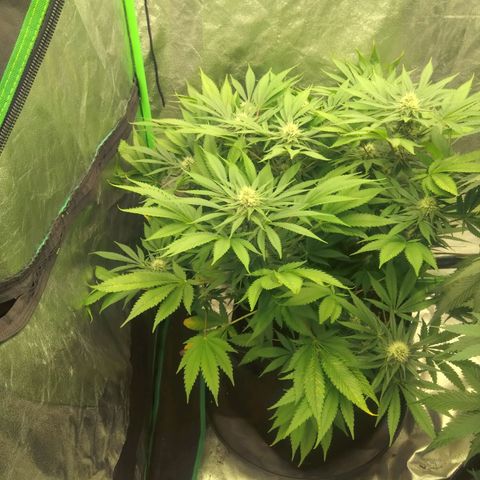 Imperium X growlog timeline photo