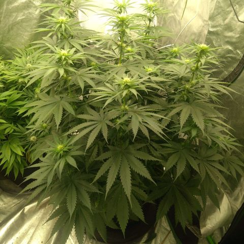 Fat Bastard  growlog timeline photo