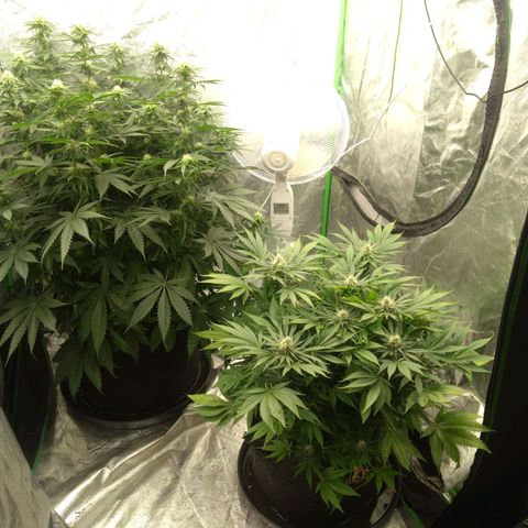 Imperium X growlog timeline photo