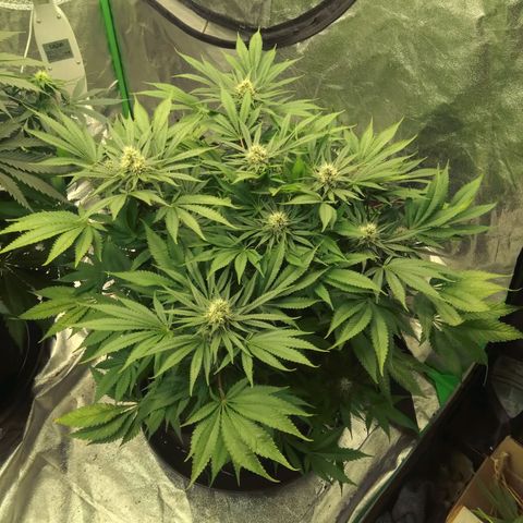 Imperium X growlog timeline photo
