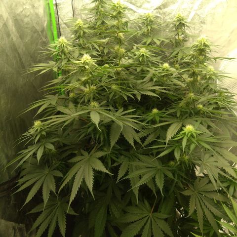 Fat Bastard  growlog timeline photo