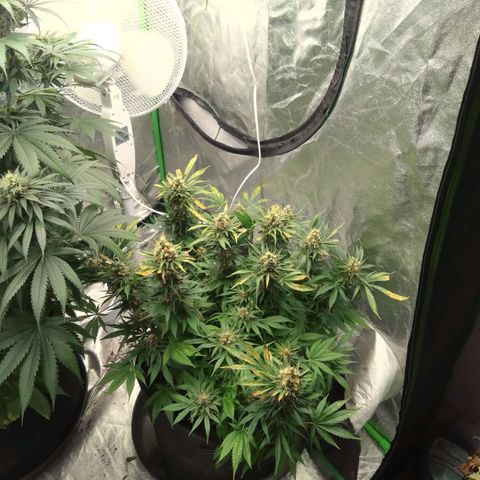 Imperium X growlog timeline photo