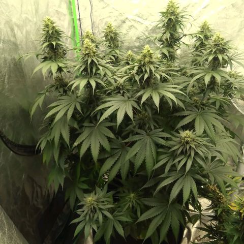 Fat Bastard  growlog timeline photo