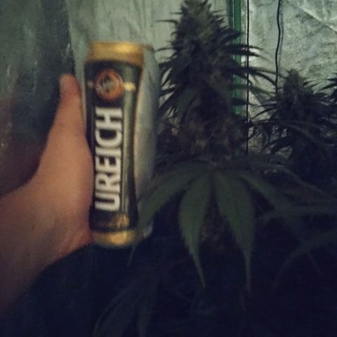 Fat Bastard  growlog timeline photo