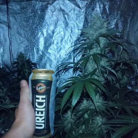 Fat Bastard  growlog timeline photo