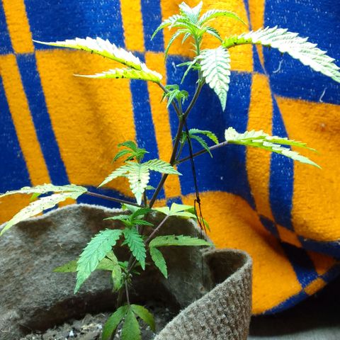 delira growlog photo: acomodamiento lst