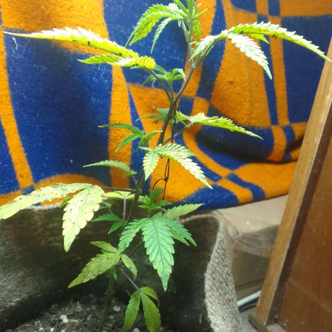 delira growlog timeline photo