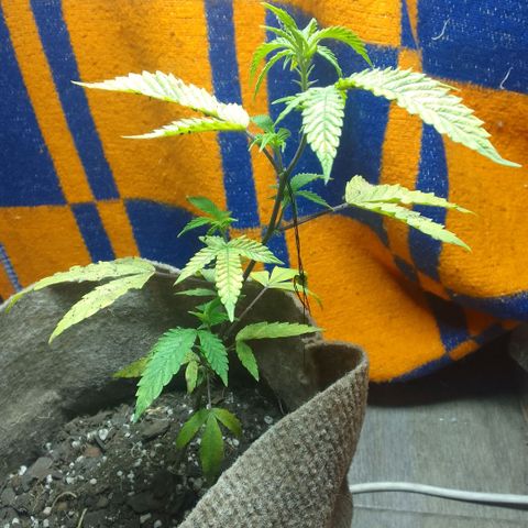 delira growlog timeline photo