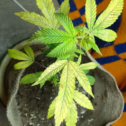 delira growlog timeline photo