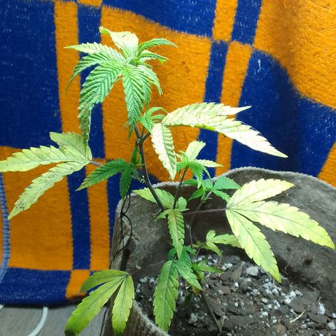 delira growlog timeline photo