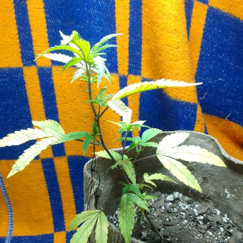 delira growlog timeline photo