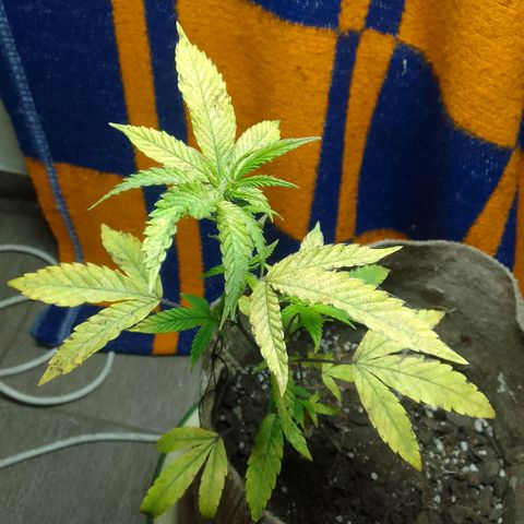 delira growlog timeline photo