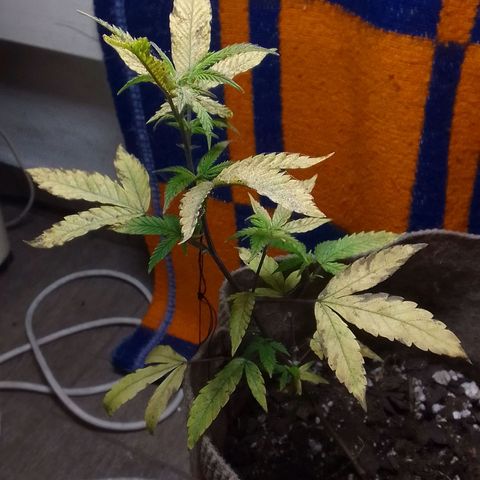 delira growlog timeline photo