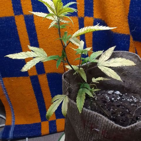 delira growlog timeline photo