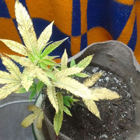 delira growlog timeline photo