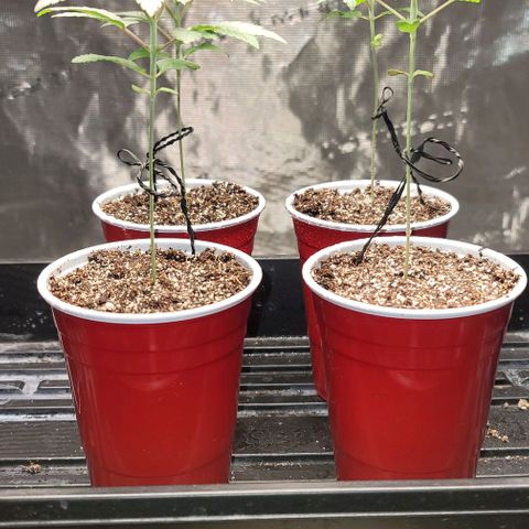 Punchberry Cookies Rbx growlog photo: Day before transplant to 2g day 21