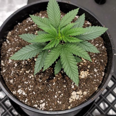 Punchberry Cookies Rbx growlog timeline photo