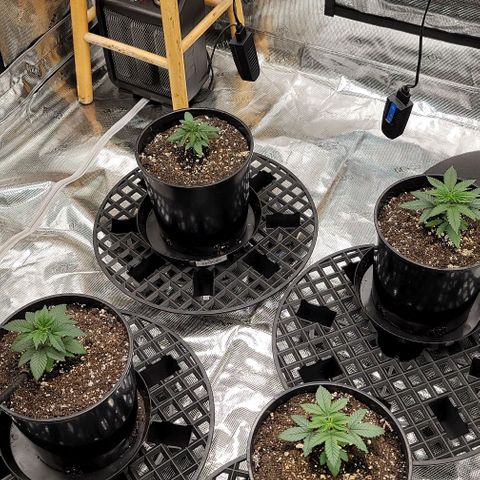 Punchberry Cookies Rbx growlog timeline photo