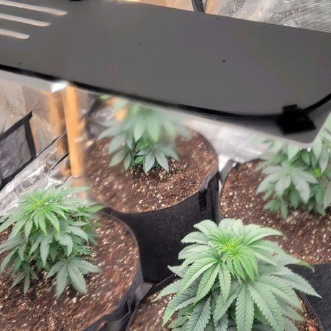 Punchberry Cookies Rbx growlog timeline photo