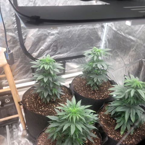 Punchberry Cookies Rbx growlog timeline photo