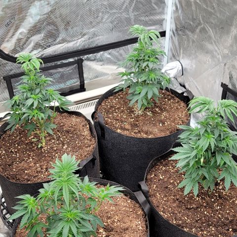 Punchberry Cookies Rbx growlog photo: First defoliation and topped all