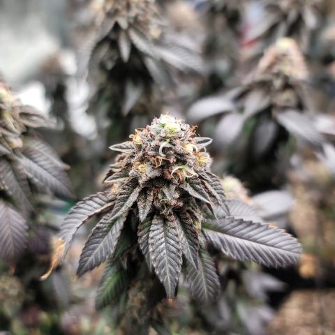 Punchberry Cookies Rbx growlog photo: Harvest day